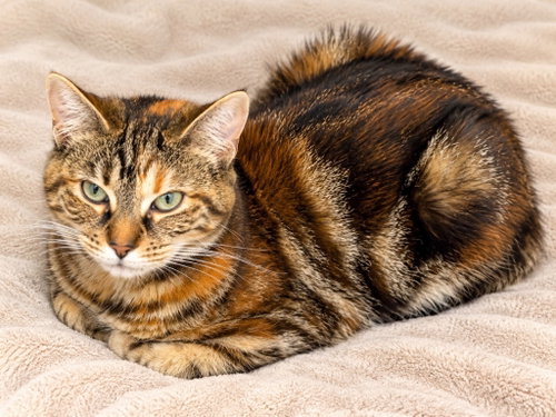Frenchie, a cat for adoption from EASEL Animal Rescue League