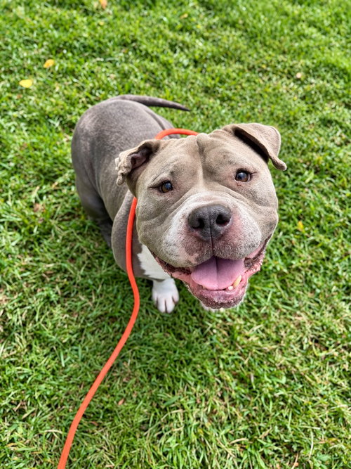 Norma Jean, a dog for adoption from EASEL Animal Rescue League