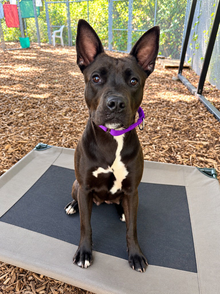 Ocean, American Staffordshire Terrier