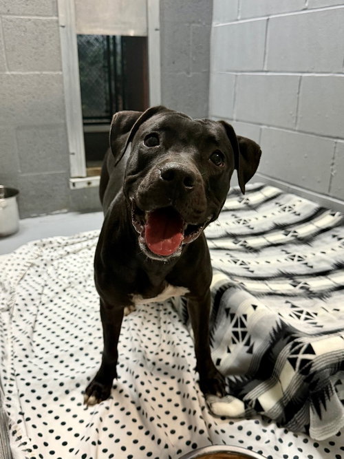 Raven, a dog for adoption from EASEL Animal Rescue League