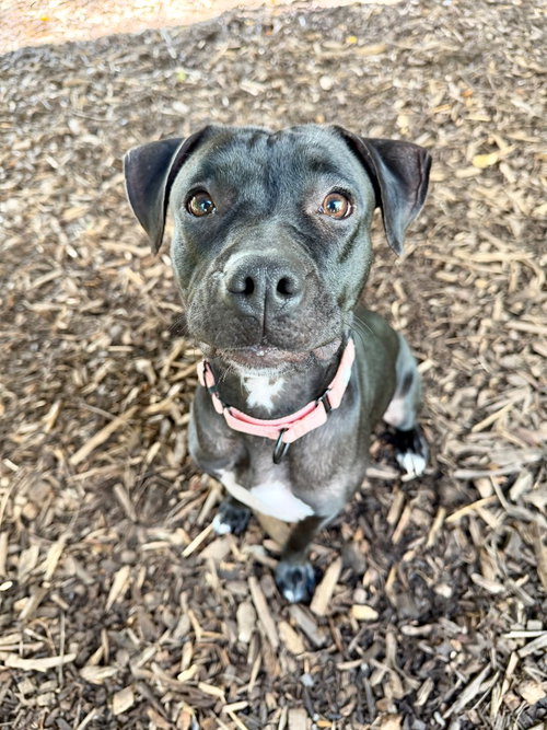 Raven, American Staffordshire Terrier / Labrador Retriever / Mixed