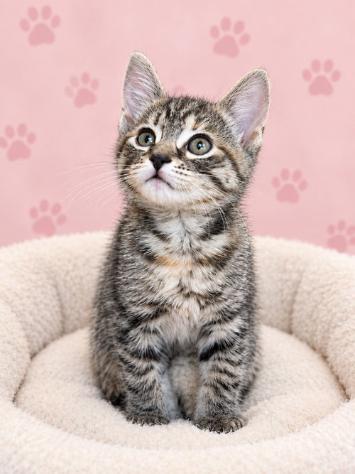 Sol, a cat for adoption from EASEL Animal Rescue League