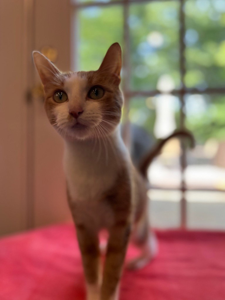 Lyra, Domestic Short Hair