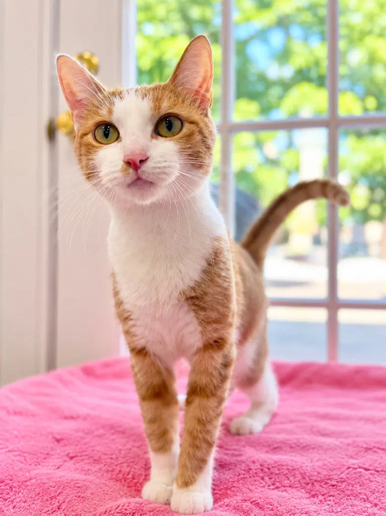 Lyra - Domestic Short Hair
