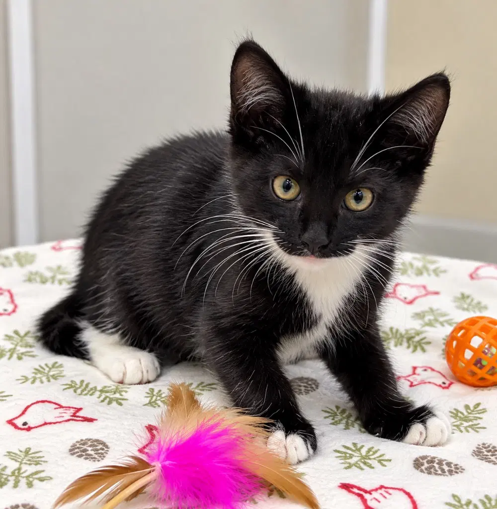Miranda - Domestic Short Hair