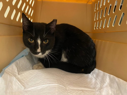 Harold, a cat for adoption from EASEL Animal Rescue League