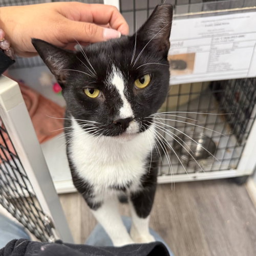 Harold, Domestic Short Hair / Mixed