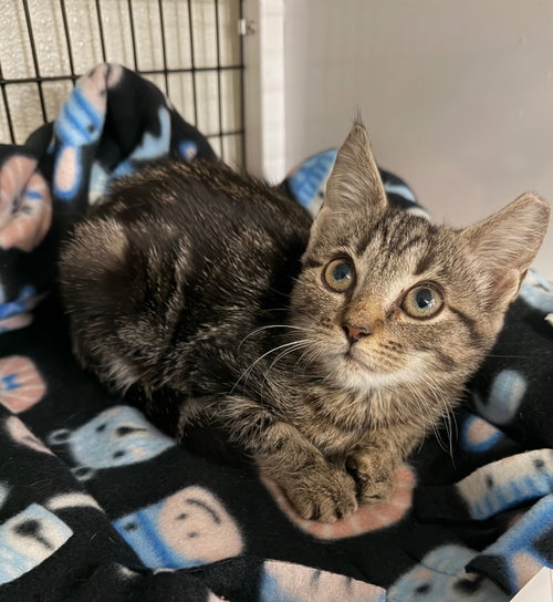 Trina, a cat for adoption from EASEL Animal Rescue League