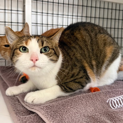 Lilac, Domestic Short Hair / Mixed