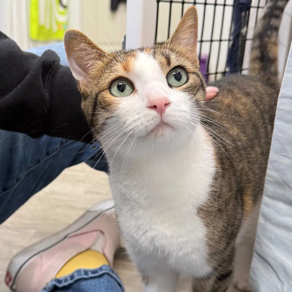 Lilac - Domestic Short Hair