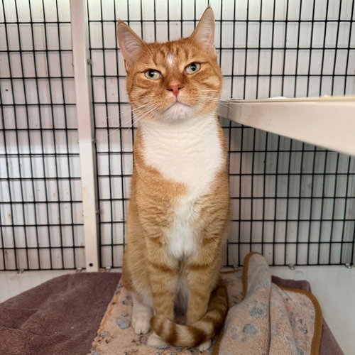 Remy, a cat for adoption from EASEL Animal Rescue League