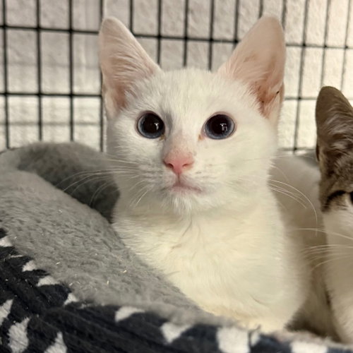 Sirocco, a cat for adoption from EASEL Animal Rescue League