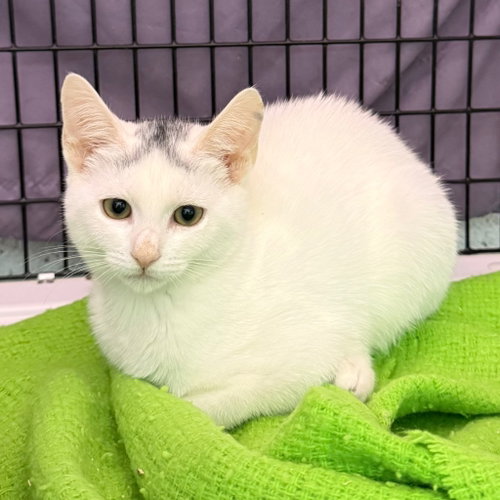 Bora, a cat for adoption from EASEL Animal Rescue League