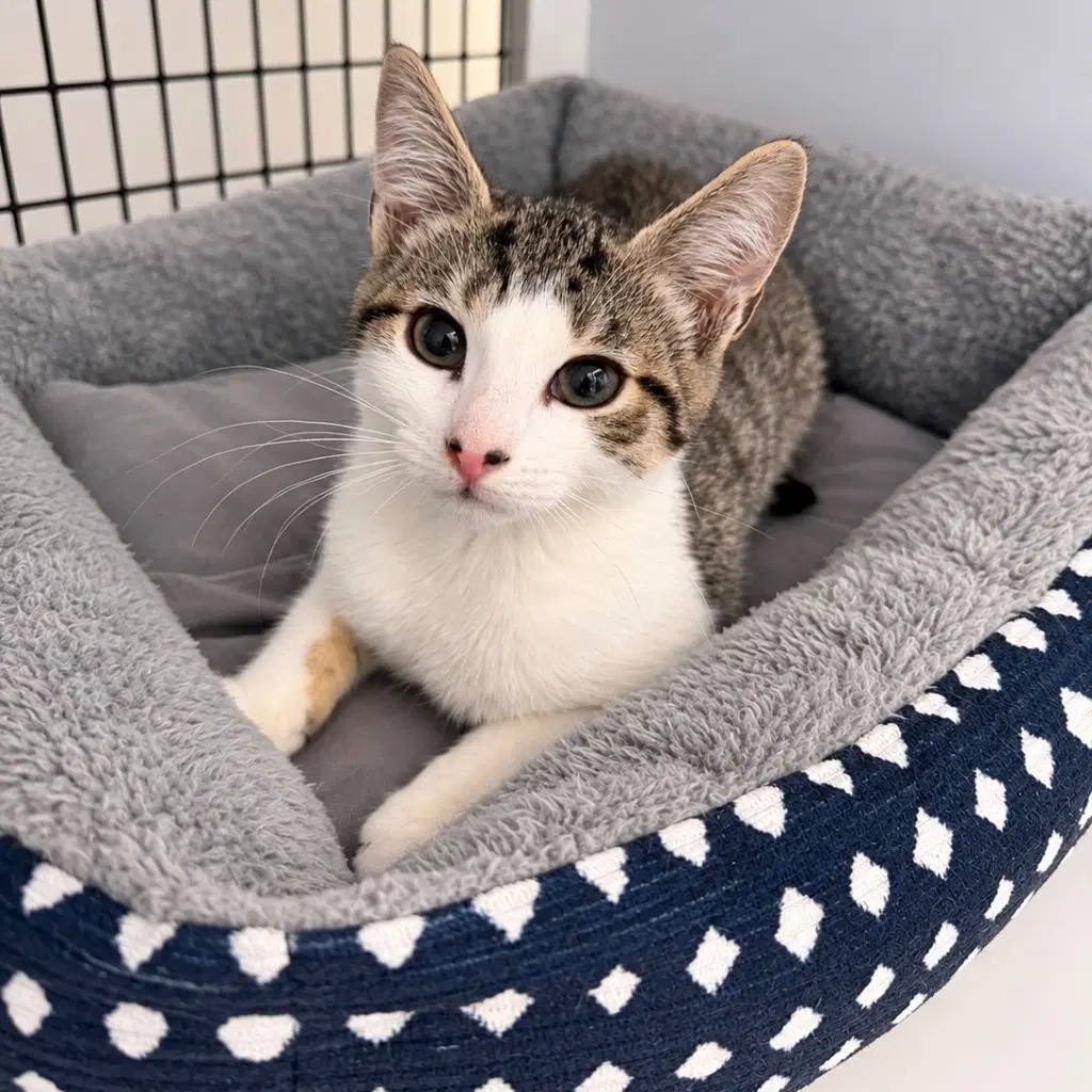 Mistral - Domestic Short Hair