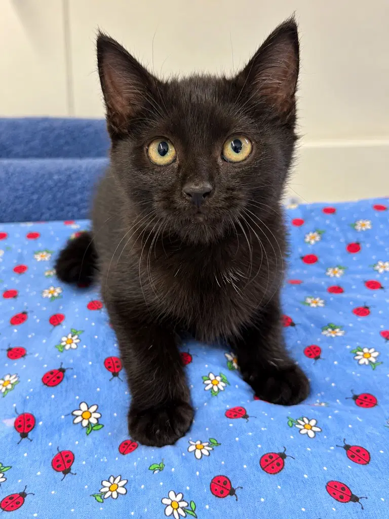 Poppyseed - Domestic Short Hair