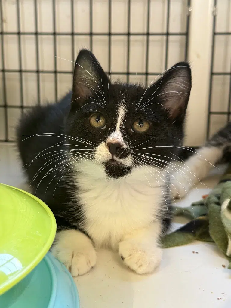 Sabrina - Domestic Short Hair