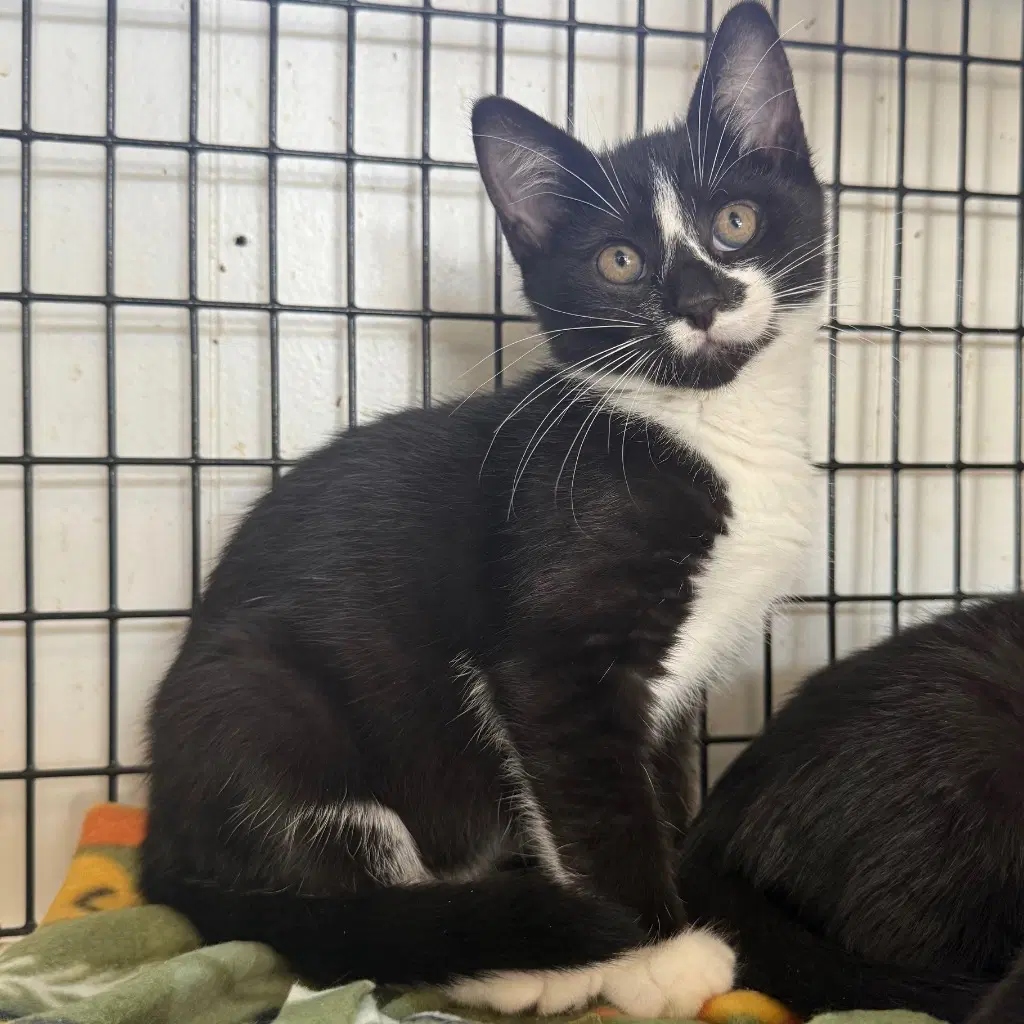 Morticia - Domestic Short Hair