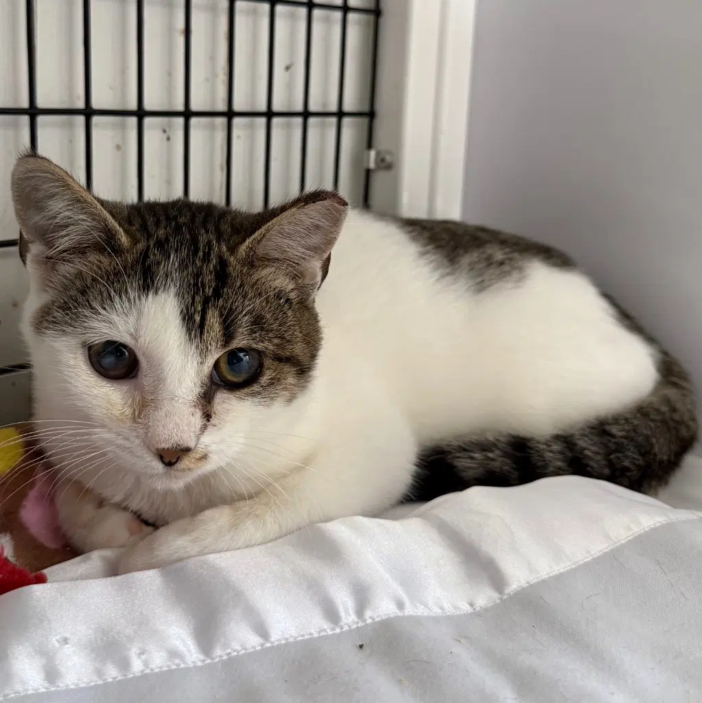 Cobbler - Domestic Short Hair