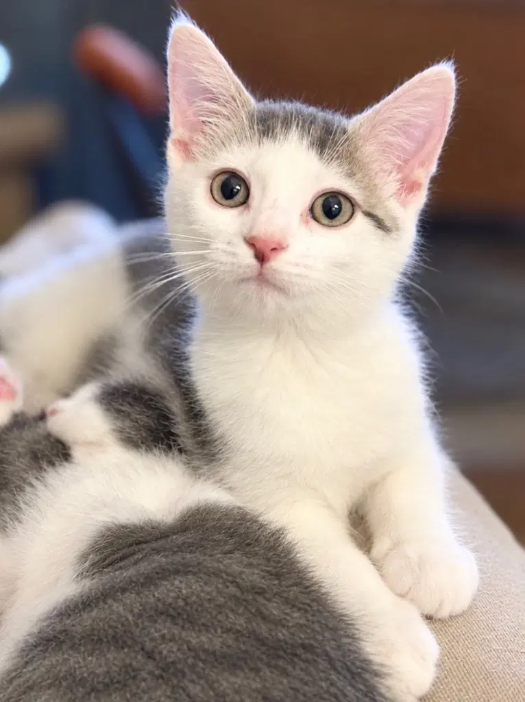 Rotisserie Chicken - Domestic Short Hair
