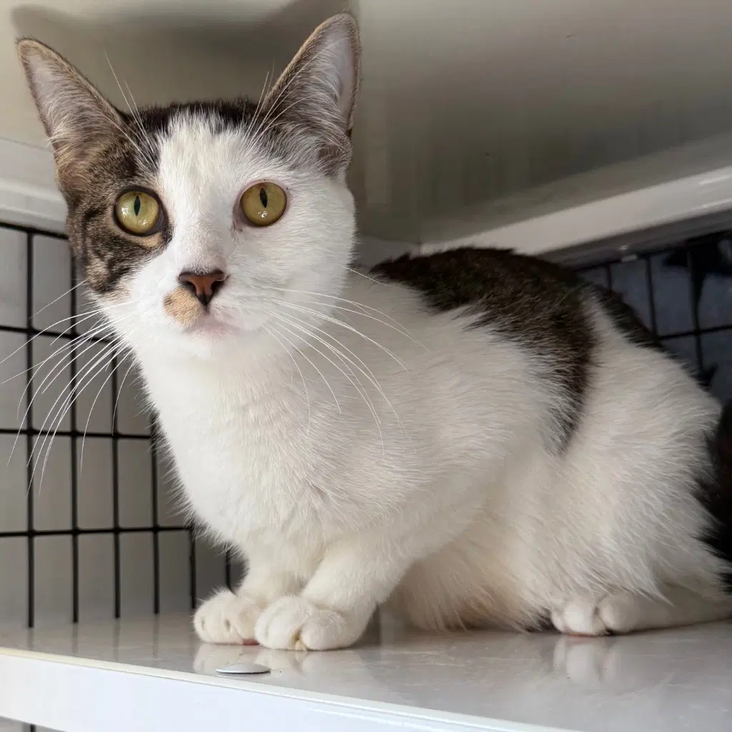 Streep - Domestic Short Hair
