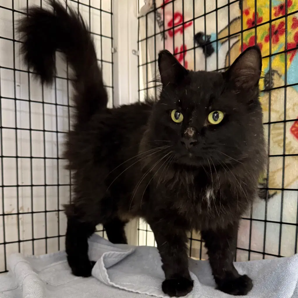 Tony - Domestic Medium Hair