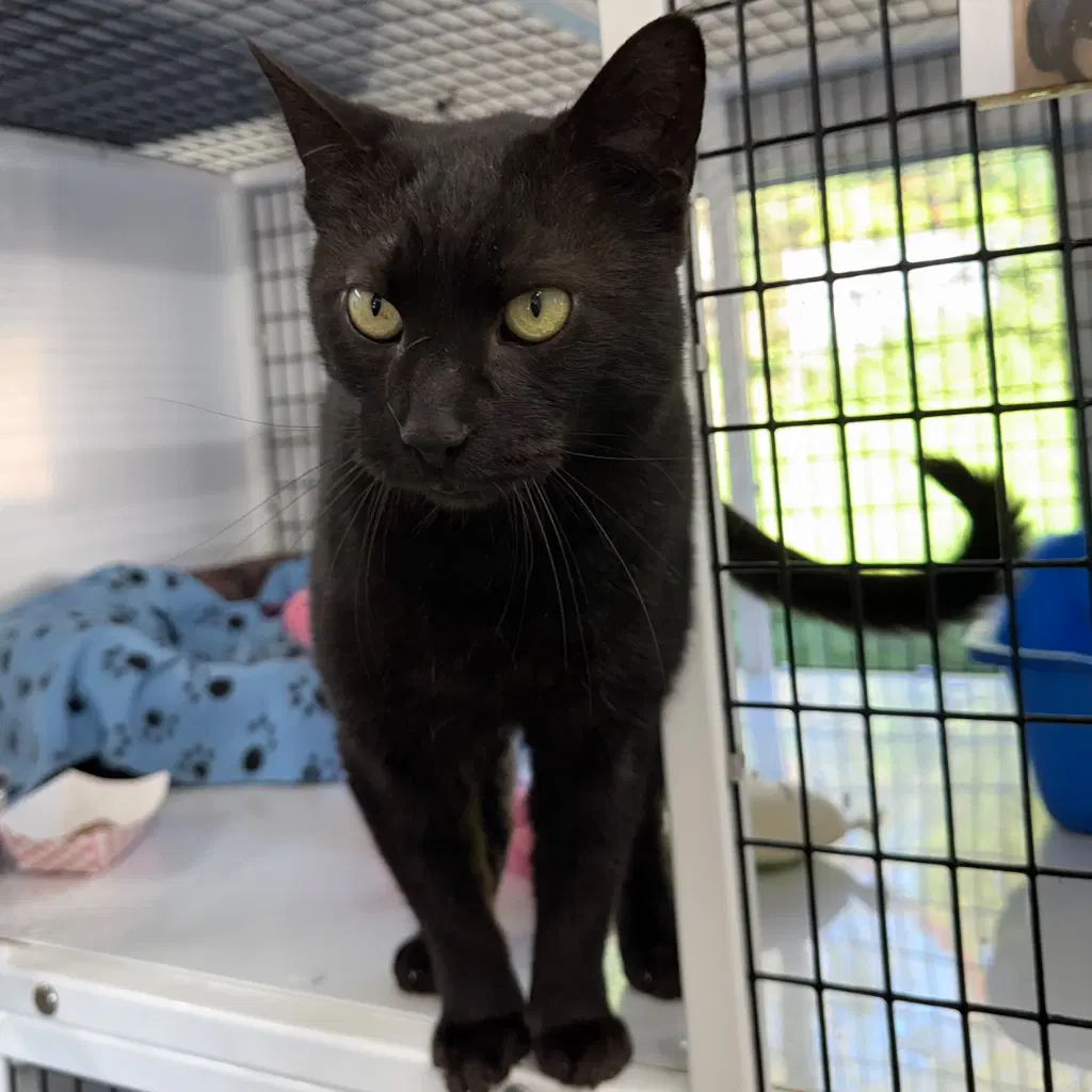 Charley - Domestic Short Hair