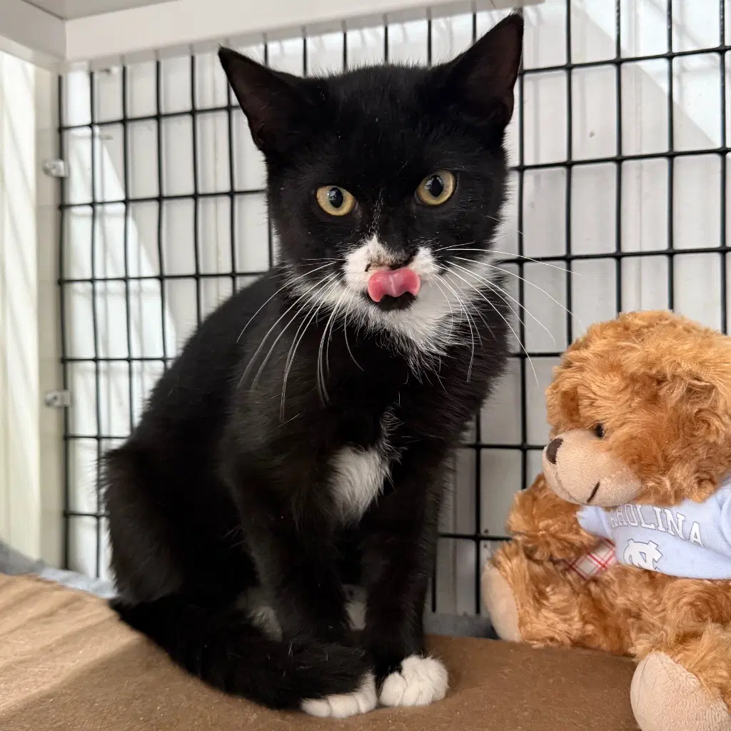 Colette - Domestic Short Hair