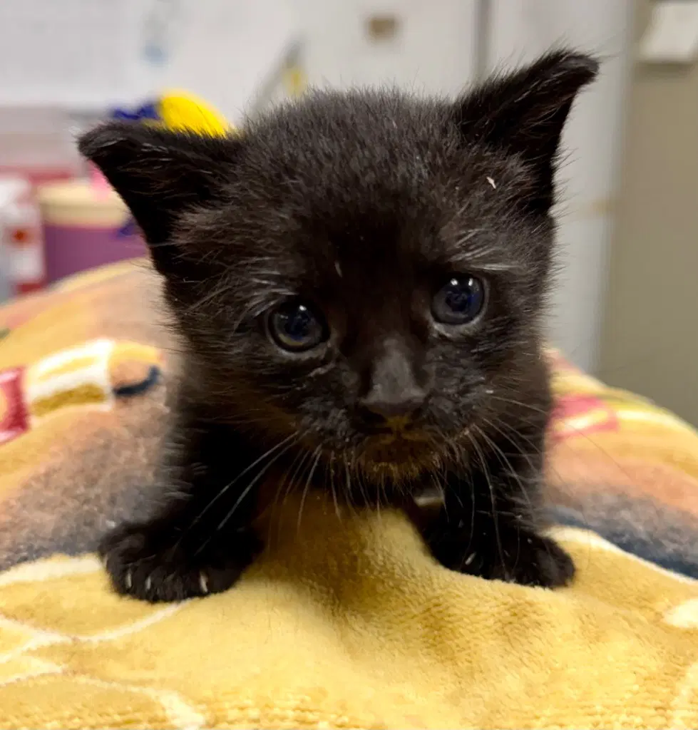 Canyon - Domestic Short Hair