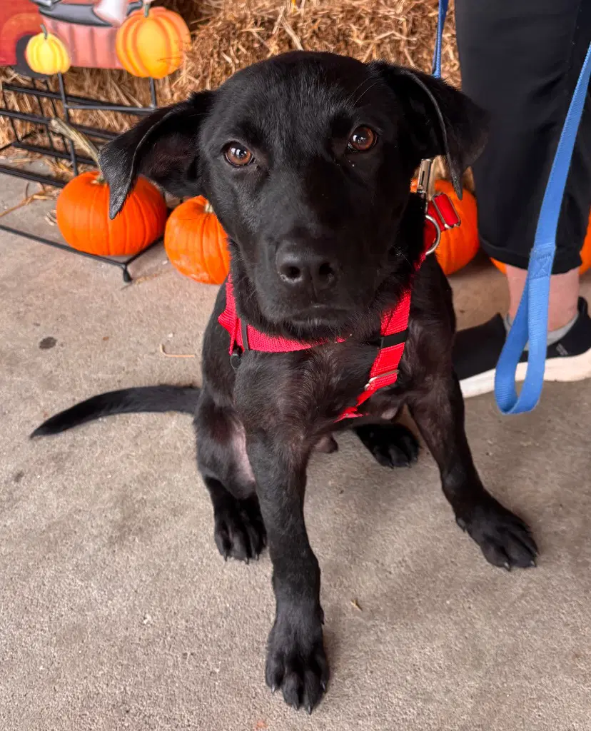 Merv - Labrador Retriever
