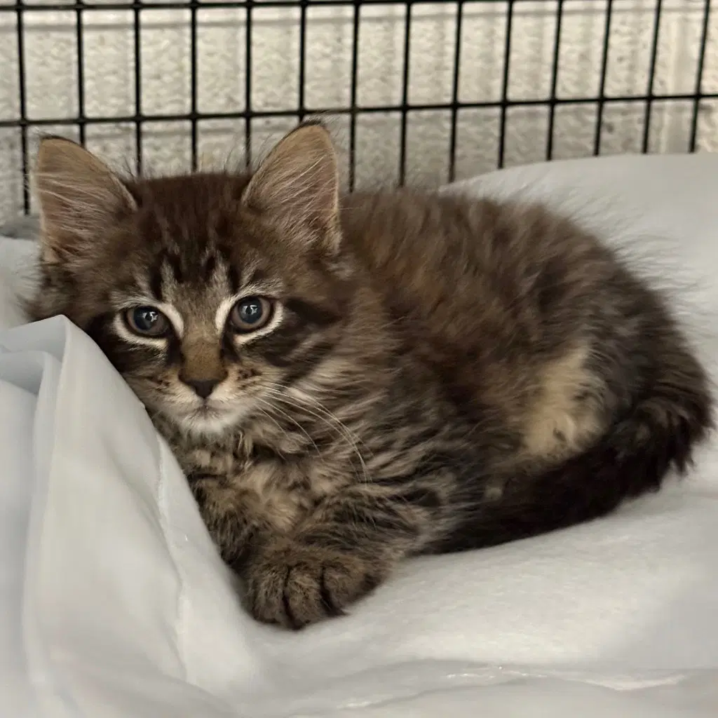 Vivienne - Domestic Medium Hair
