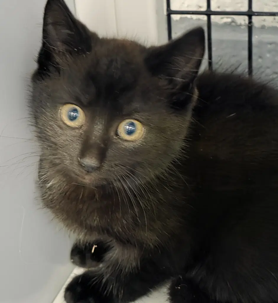 Viper - Domestic Short Hair