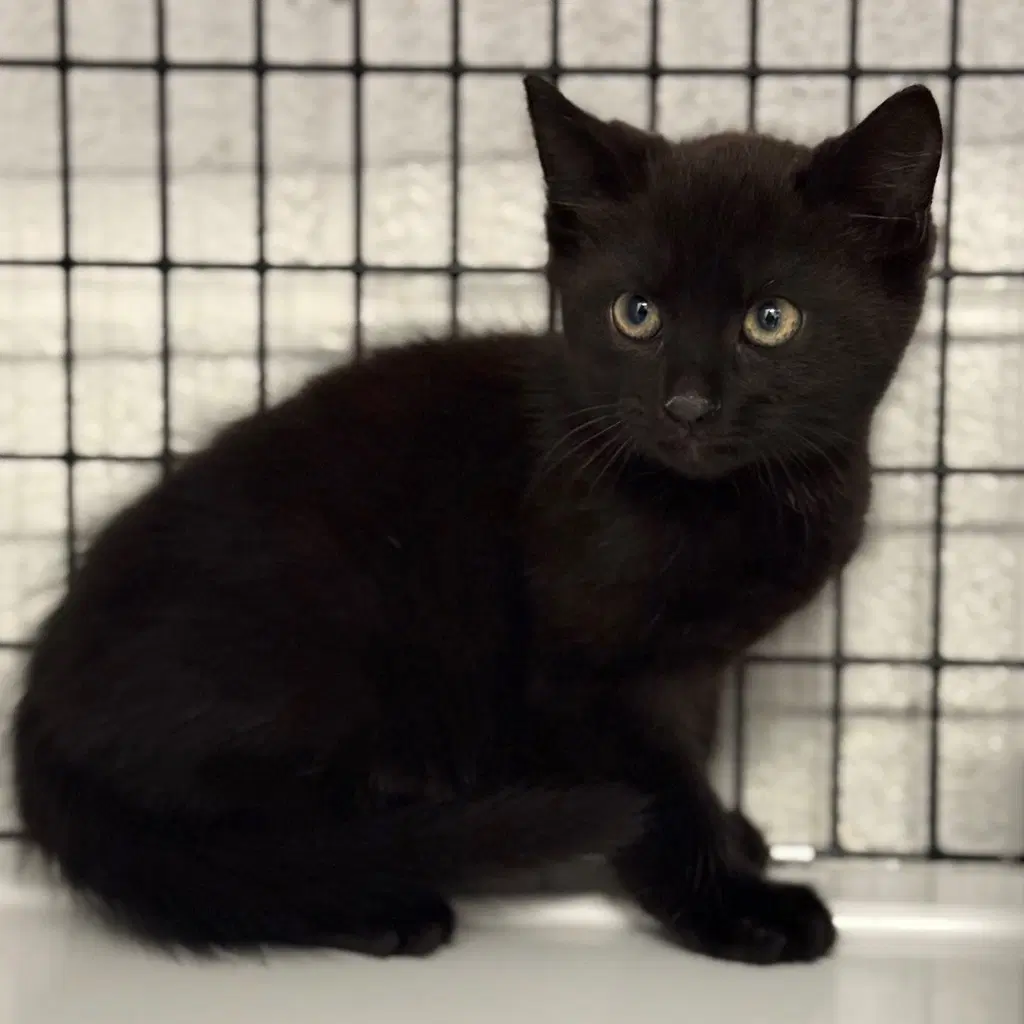 Viper - Domestic Short Hair