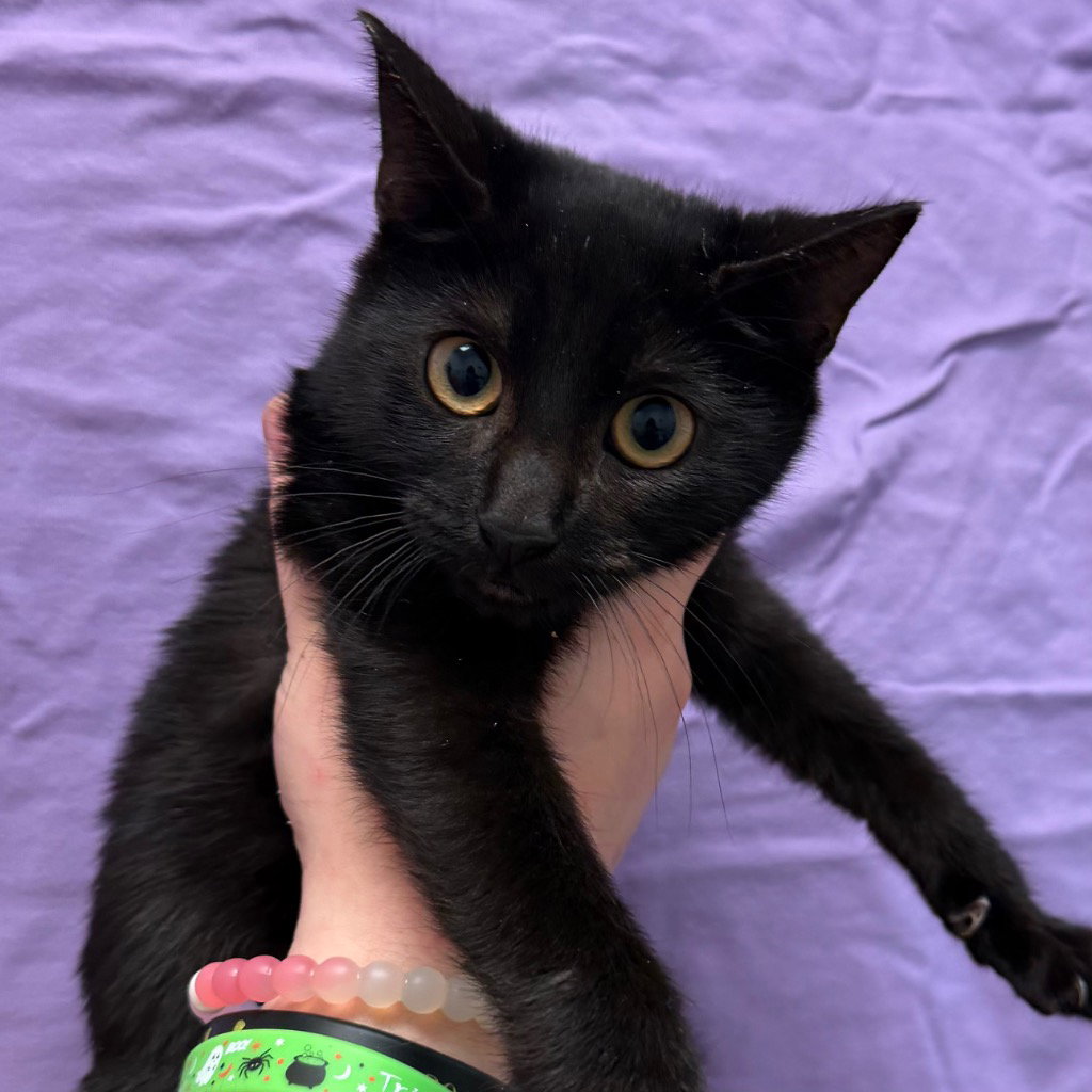 Binx