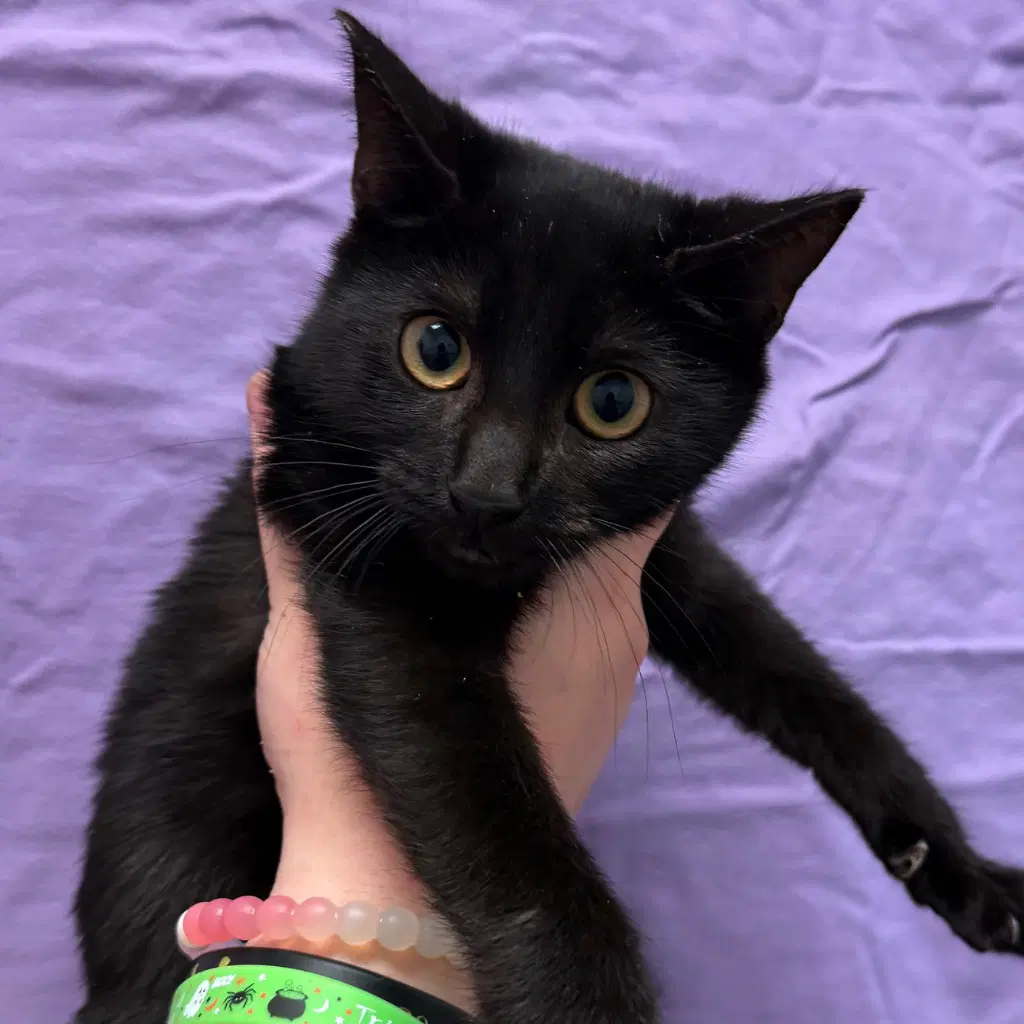 Binx - Domestic Short Hair