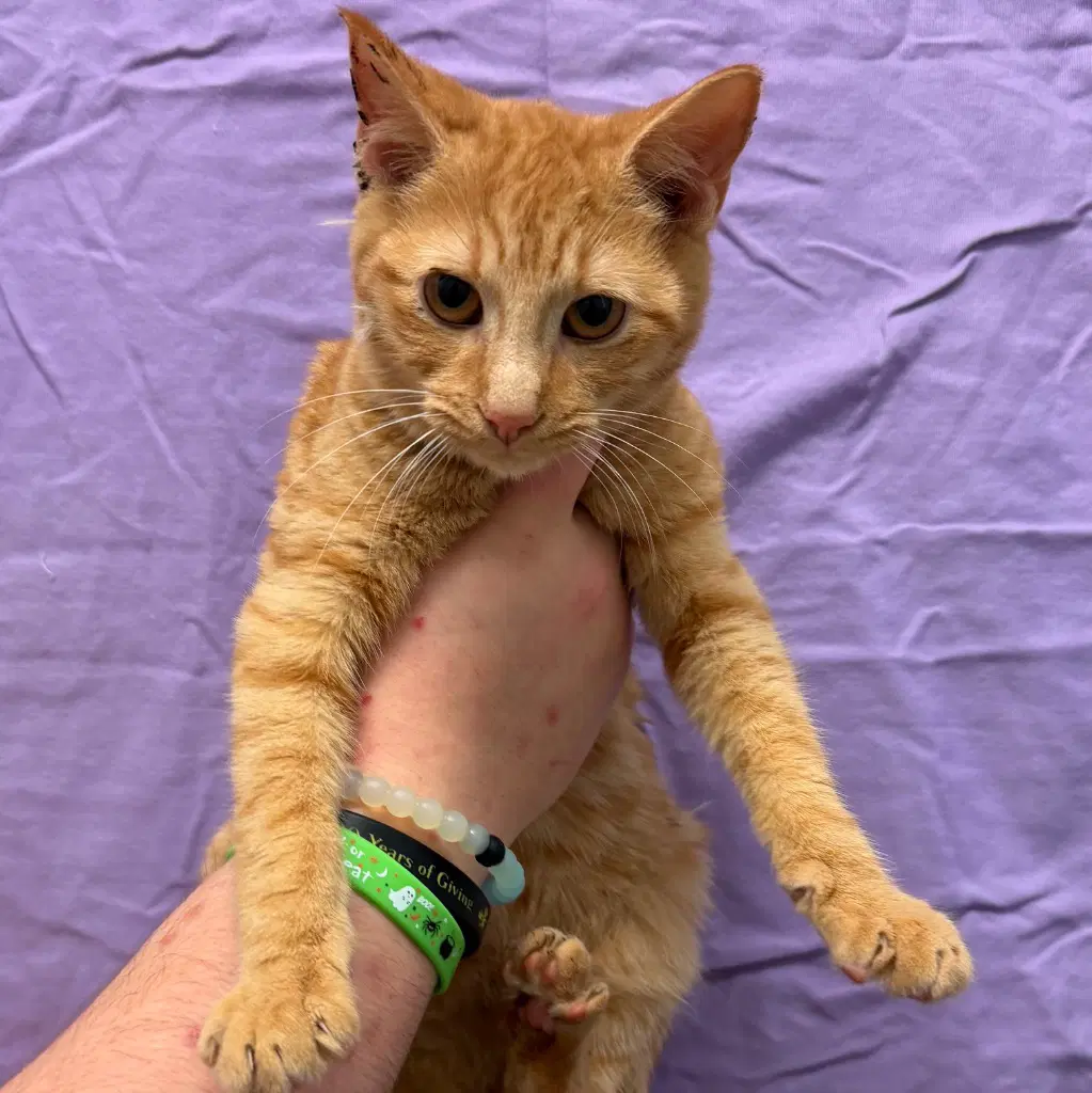 Pocus - Domestic Short Hair