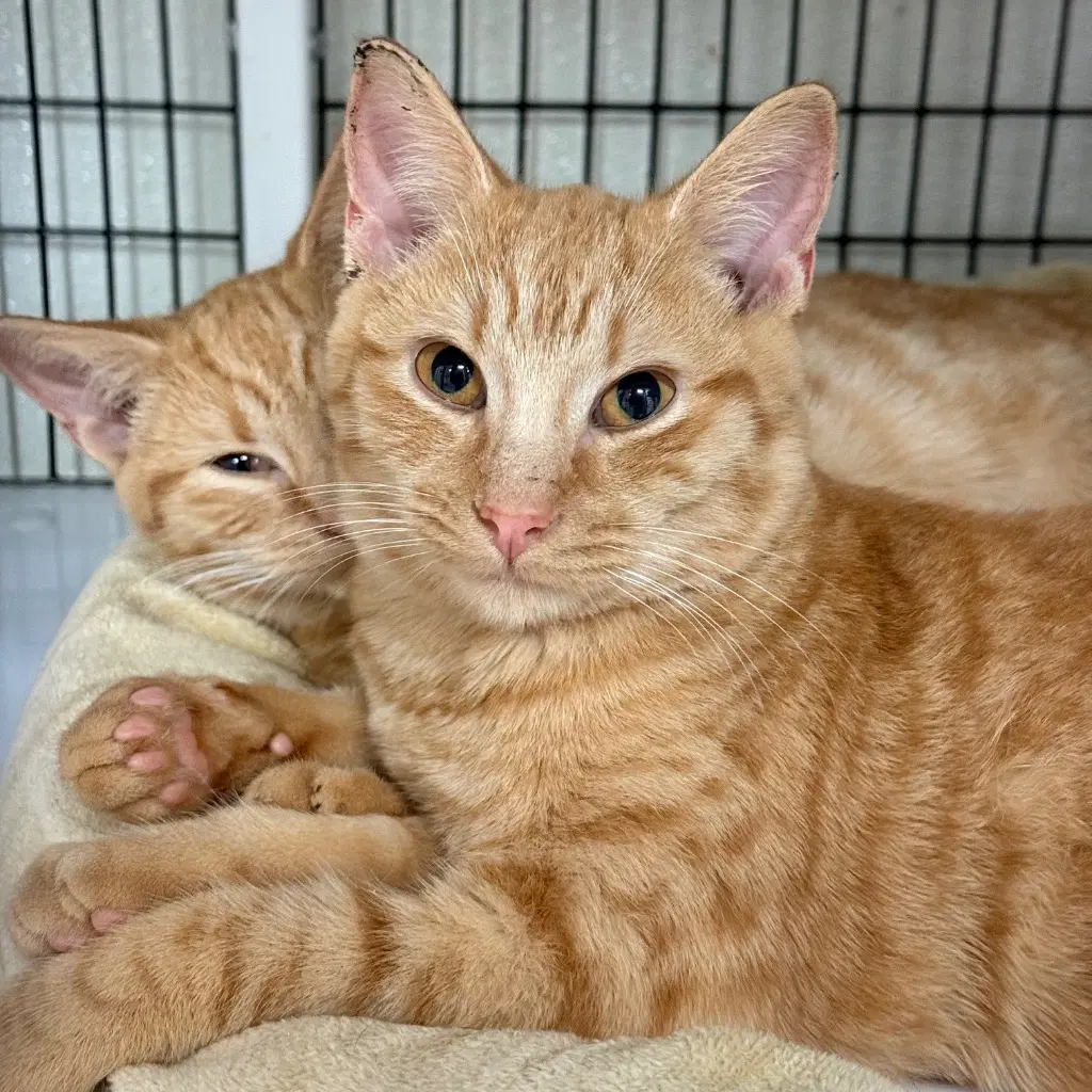 Pocus - Domestic Short Hair