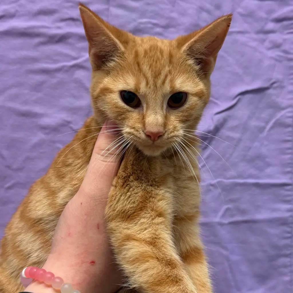 Hocus - Domestic Short Hair
