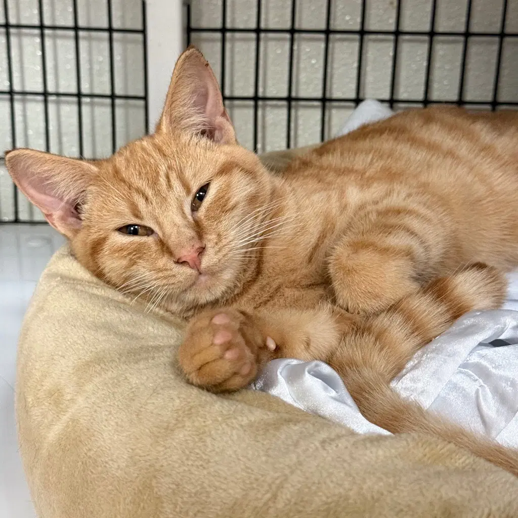 Hocus - Domestic Short Hair