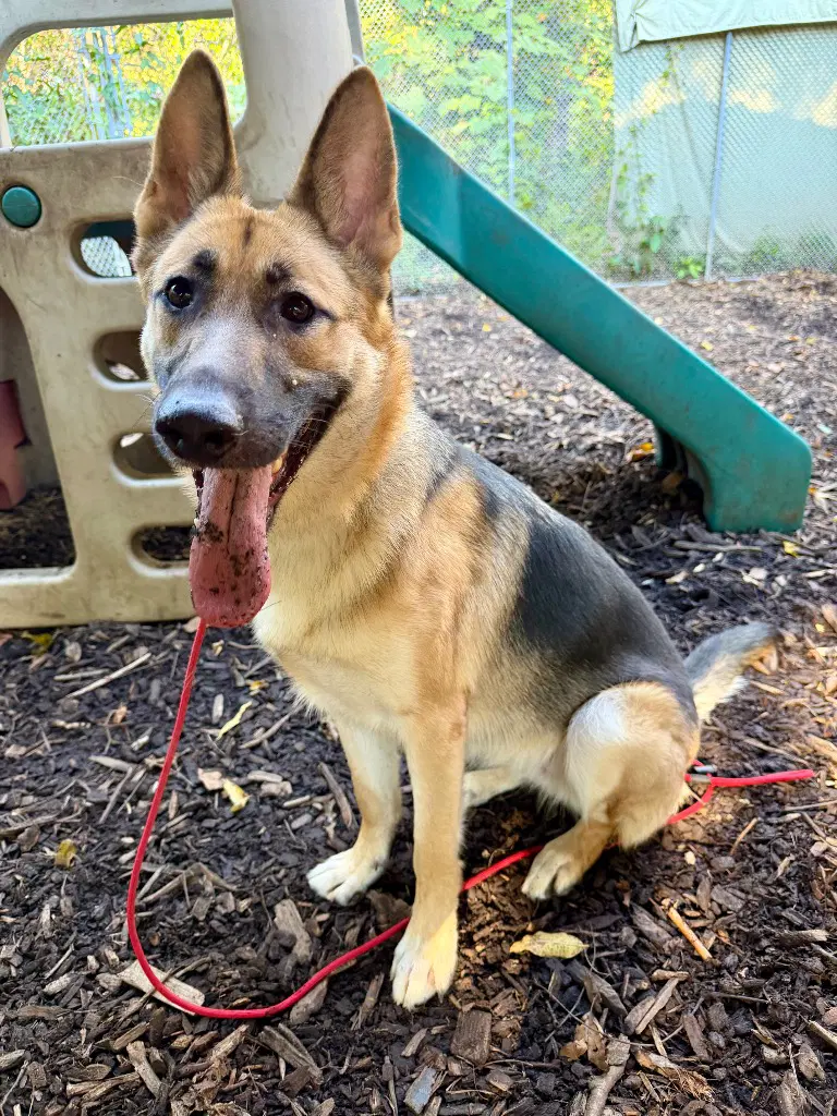Delta - German Shepherd Dog