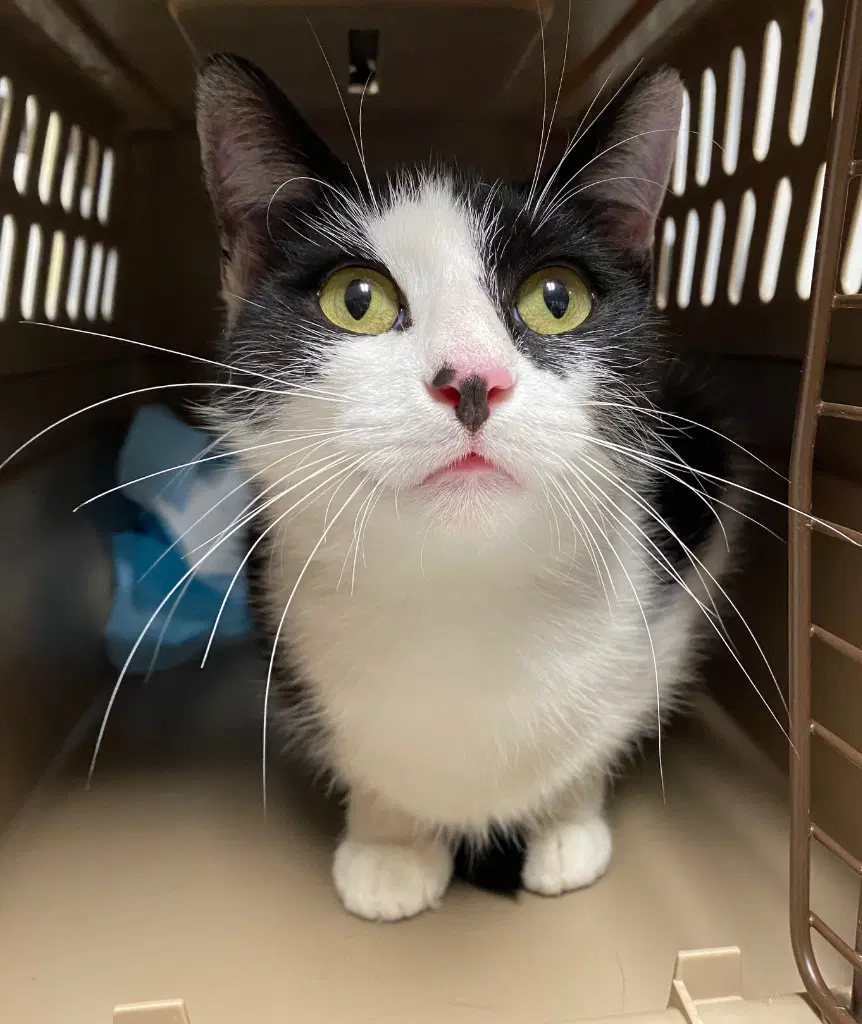 Gabby - Domestic Short Hair