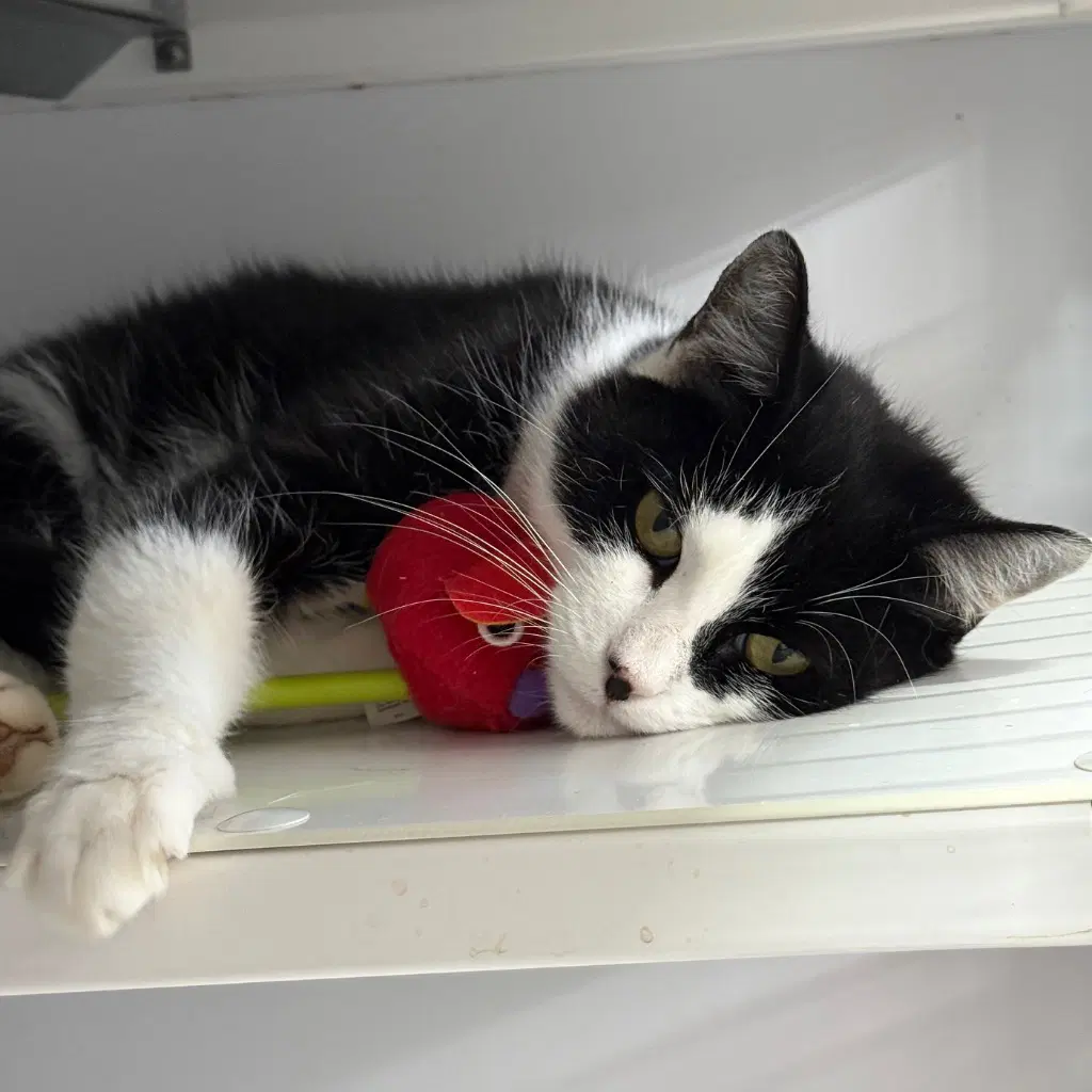 Gabby - Domestic Short Hair