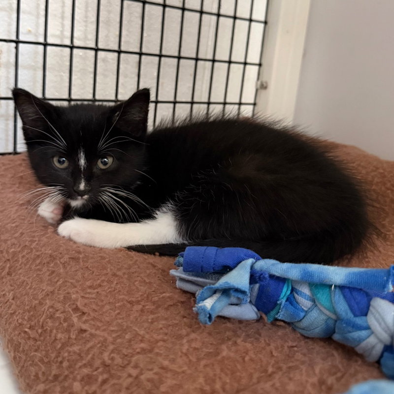 Pepé Le Pew, photo 2