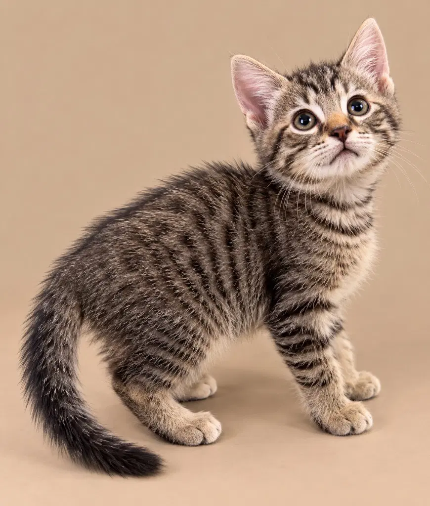 Ezra - Domestic Short Hair