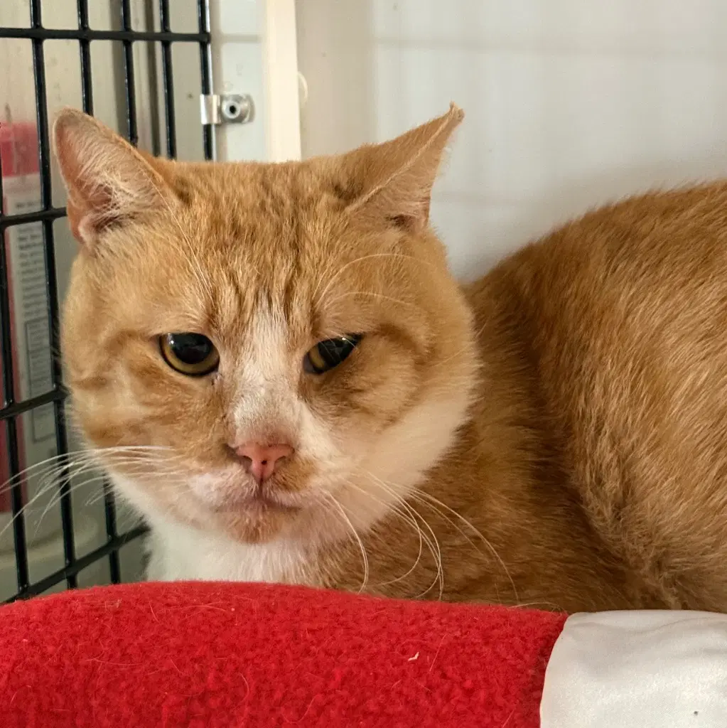 Byron - Domestic Short Hair