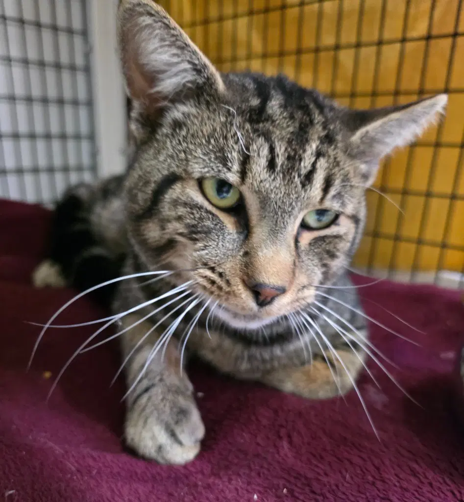 Goblin - Domestic Short Hair