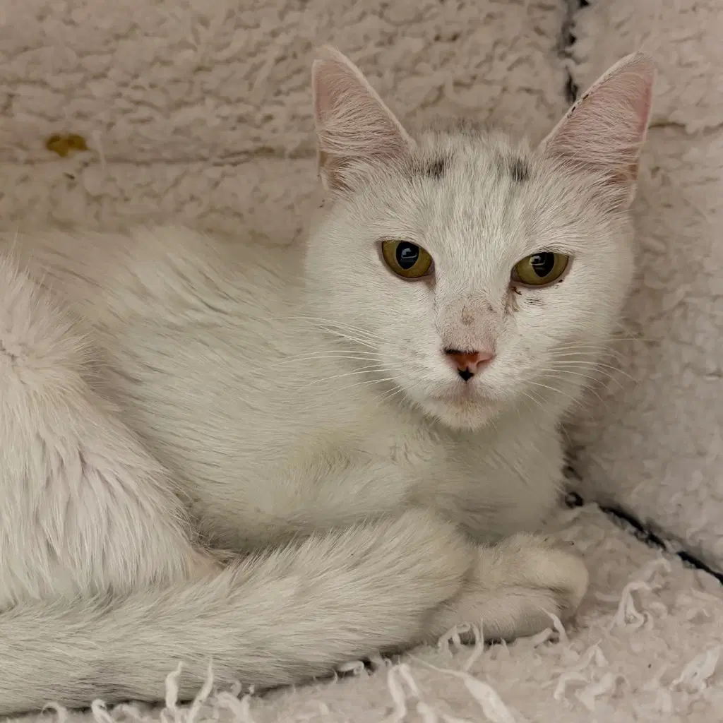 Meadow - Domestic Short Hair