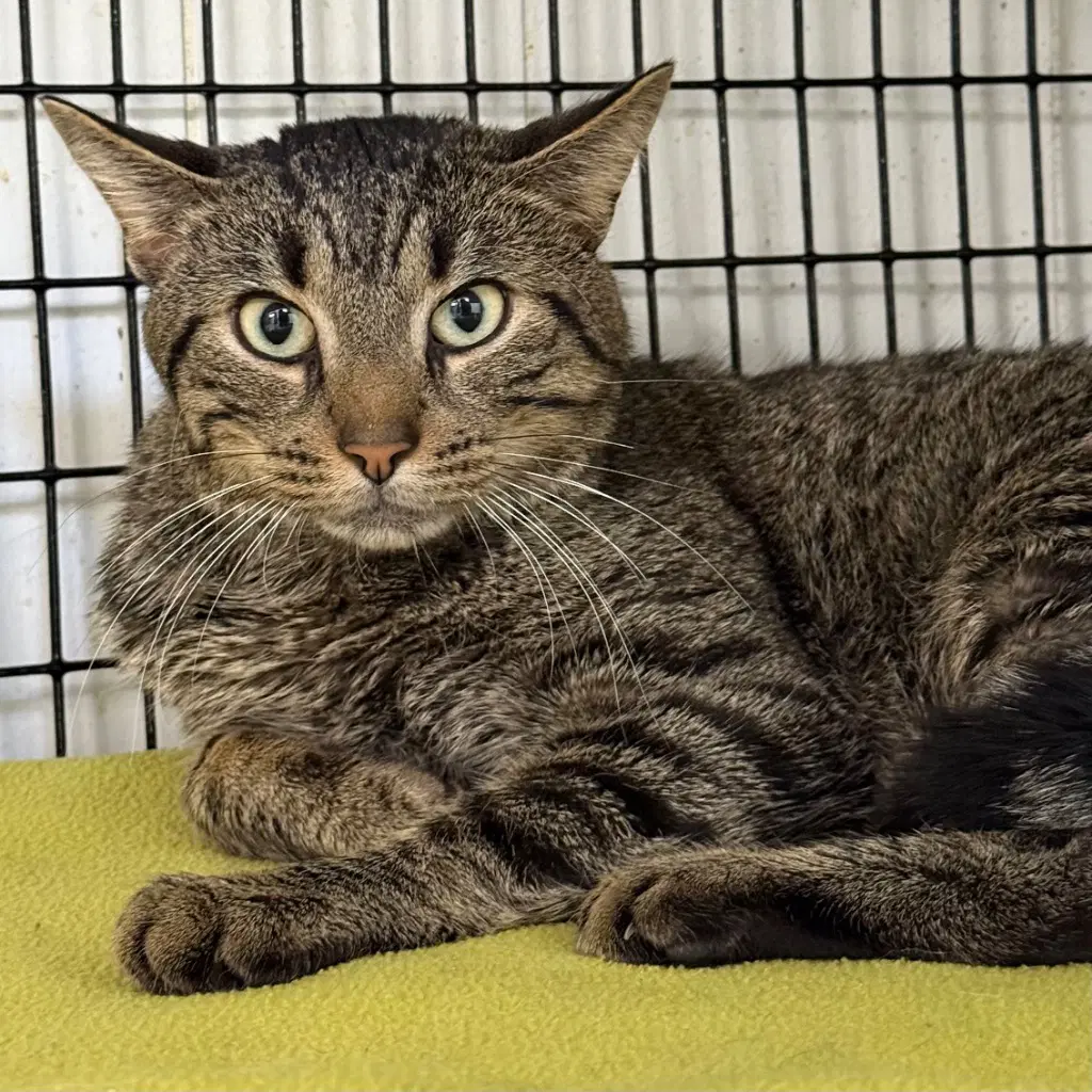 Howie - Domestic Short Hair