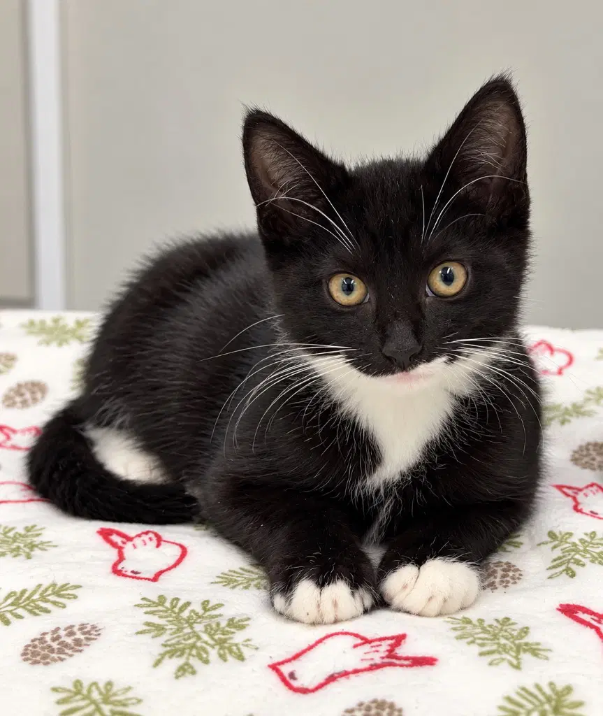 Artie - Domestic Short Hair