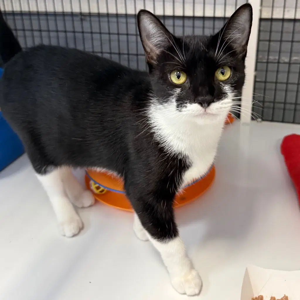 Agatha - Domestic Short Hair
