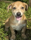 Elroy
